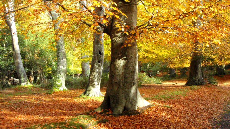 Autumn in the New Forest