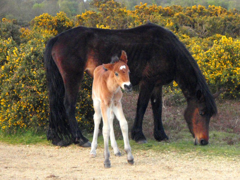 Foal in the New Forest